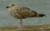 1cy argenteus in September, ringed in the Netherlands. (84424 bytes)