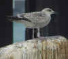 1cy argenteus in September, ringed in the UK. (71936 bytes)