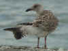 1cy argenteus in September, ringed in Belgium. (63947 bytes)