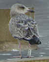 1cy argenteus in September, ringed in the UK. (69121 bytes)