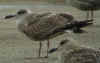 1cy argenteus in September, ringed in the Netherlands. (81066 bytes)