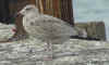 1cy argenteus in October, ringed in Belgium. (71047 bytes)