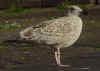 1cy argenteus in October, ringed in the Netherlands. (57050 bytes)