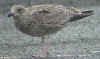 1cy argenteus in October, ringed in Belgium. (84806 bytes)
