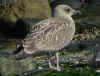 1cy argenteus in August, ringed in Belgium. (90559 bytes)