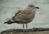 1cy argenteus in October, ringed in the Netherlands. (71198 bytes)