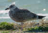 1cy argenteus in October, ringed in the Netherlands. (85426 bytes)