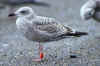 1cy argenteus in November, ringed in the UK. (70581 bytes)
