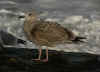 1cy argenteus in October, ringed in Belgium. (86247 bytes)