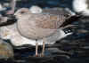1cy argenteus in October, ringed in Belgium. (128336 bytes)