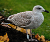 1cy argentatus in August. (62968 bytes)