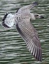 1cy argentatus in August. (62968 bytes)