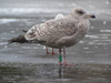 1cy argenteus in August, ringed in Belgium. (90559 bytes)