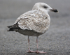 3cy argenteus in January, ringed in the Netherlands. (68274 bytes)