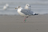 1cy argenteus in August, ringed in Belgium. (90559 bytes)