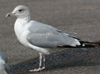 3cy argenteus in September, ringed in the Netherlands. (83725 bytes)