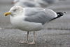 1cy argenteus in August, ringed in Belgium. (90559 bytes)