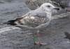1cy argenteus in August, ringed in Belgium. (90559 bytes)