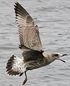 1cy argentatus in August. (62968 bytes)