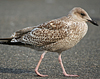 1cy argentatus in August. (62968 bytes)