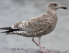 3cy argentatus in January. (80207 bytes)