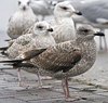 3cy argentatus in January. (80207 bytes)
