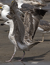 1cy argenteus in August, ringed in Belgium. (90559 bytes)