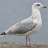 2cy argenteus in July, ringed in the Netherlands. (103953 bytes)