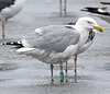 1cy argenteus in August, ringed in Belgium. (90559 bytes)