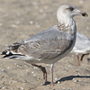 2cy argenteus in July, ringed in the Netherlands. (103953 bytes)