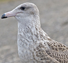 1cy argenteus in August (79569 bytes)