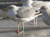1cy argenteus in August, ringed in Belgium. (90559 bytes)