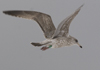 1cy argenteus in August, ringed in Belgium. (90559 bytes)