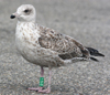 1cy argenteus in August, ringed in Belgium. (90559 bytes)