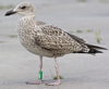 1cy argenteus in August, ringed in Belgium. (90559 bytes)