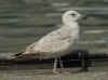2cy argenteus in April, ringed in Belgium. (57306 bytes)