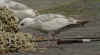 2cy argenteus in April, ringed in the Netherlands. (75958 bytes)