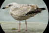 2cy argenteus in April, ringed in the Netherlands.