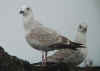 argentatus in January, ringed in Estonia. (61532 bytes)