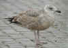 2cy argenteus in February, ringed in the Netherlands. (78298 bytes)