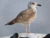 argentatus in January, ringed in Estonia. (65488 bytes)