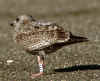 2cy argenteus in February, ringed in the Netherlands. (27385 bytes)