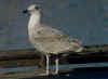 argentatus in January, ringed in Denmark. (56599 bytes)