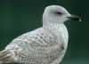 2cy argenteus in February, ringed in Belgium. (41572 bytes)
