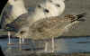 2cy argenteus in January, ringed in Belgium. (92295 bytes)