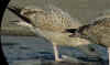 2cy argenteus in January, ringed in Belgium. (80891 bytes)