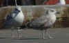 2cy argenteus in March, ringed in Belgium. (63421 bytes)