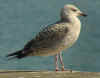 Herring Gull