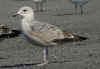 2cy argenteus in March, ringed in Belgium. (77104 bytes)
