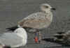 2cy argenteus in March, ringed in the U.K. (71897 bytes)
